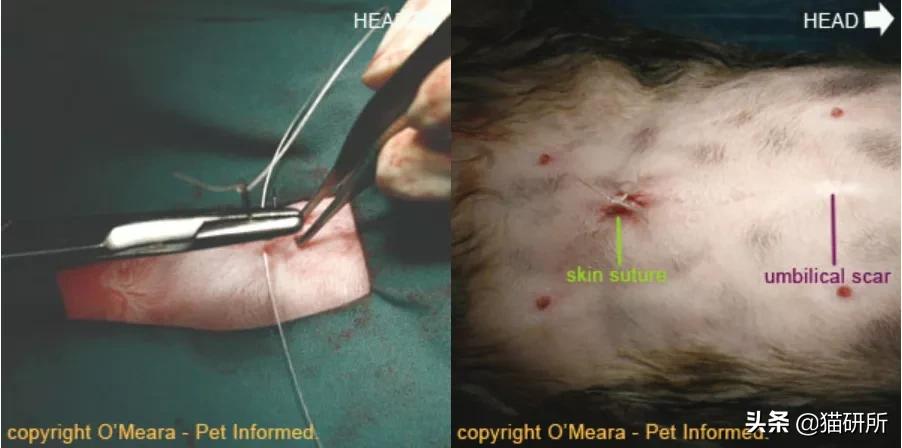 猫咪术后感染是什么表现,猫咪做完手术应激是怎么造成的