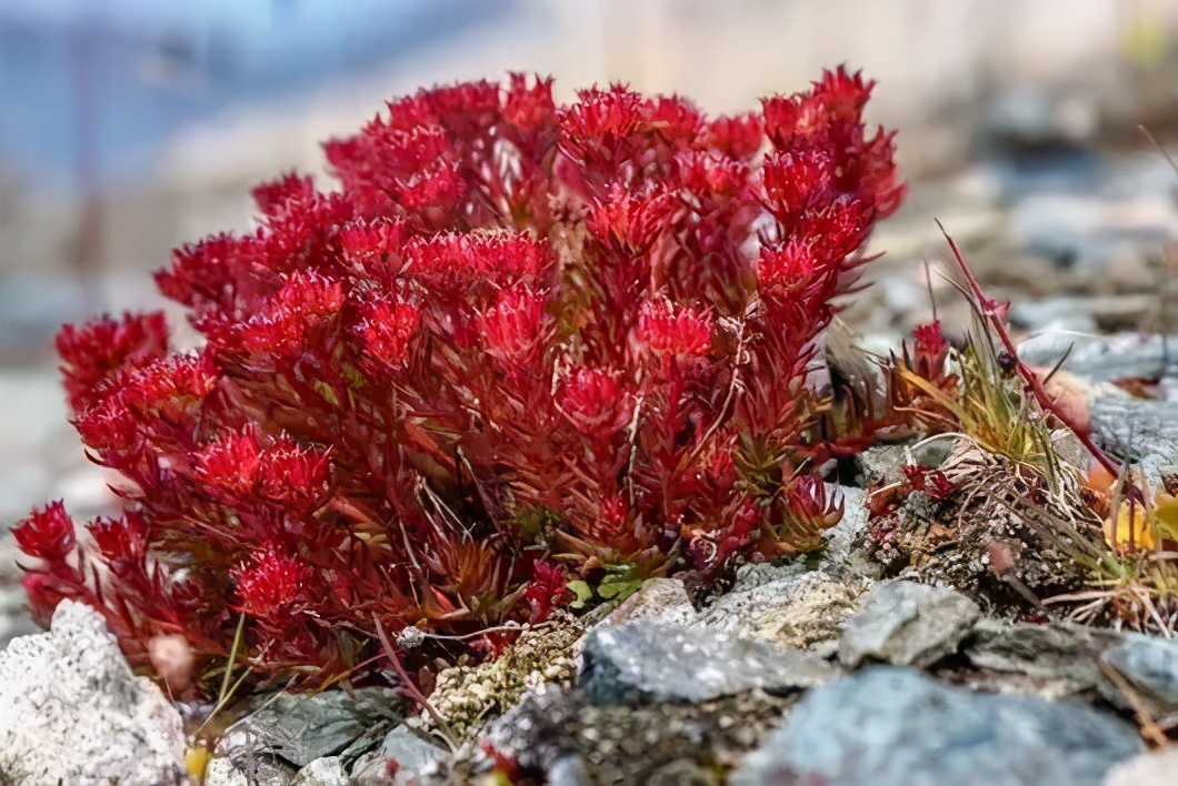 涂了隔离真的能保护皮肤吗,为什么不涂隔离底妆更服帖