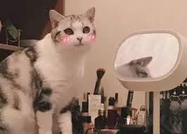 猫与女人相似之处,猫像女人