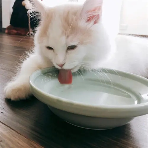 吃饱喝足猫咪一直叫,猫咪是怎么喝水的呢