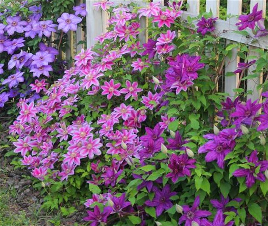 铁线莲过冬需要修剪吗,铁线莲10月可以修剪吗