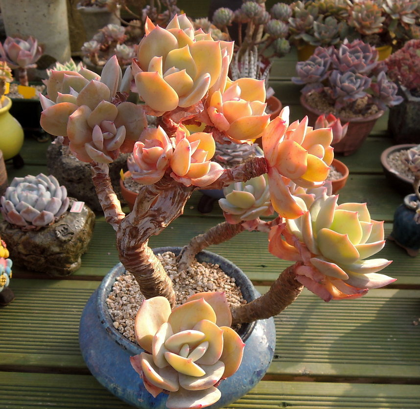 他养多肉10多年,总结出9个易出“高价老桩”的品种,适合新手