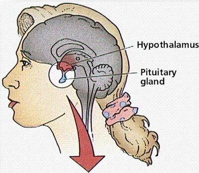 「疾病科普」泌乳素的合成和调节