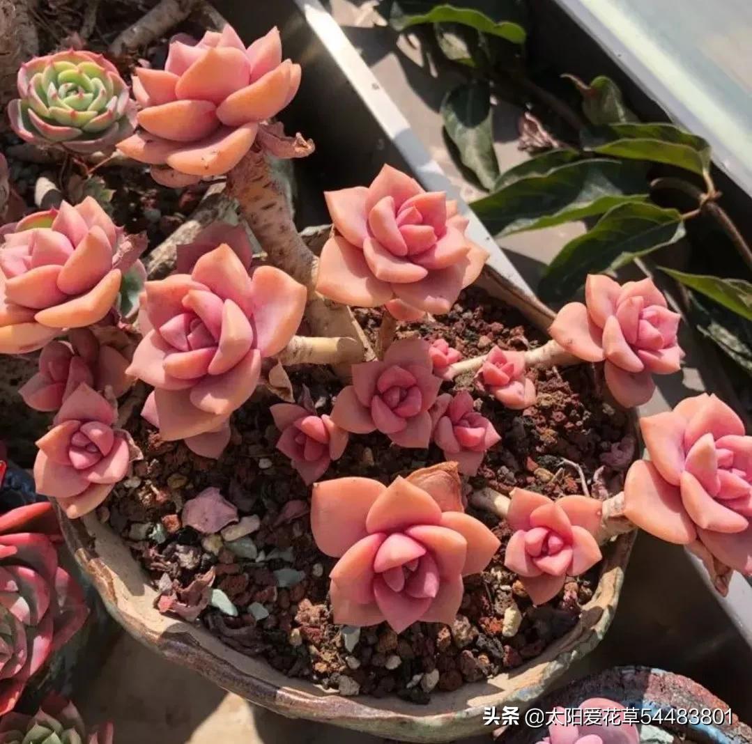 多肉小彩虹糖 (多肉糖果火祭)