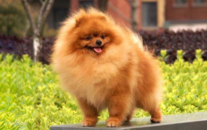 养五个月的博美新手要注意什么,博美怎么养才养得好呢