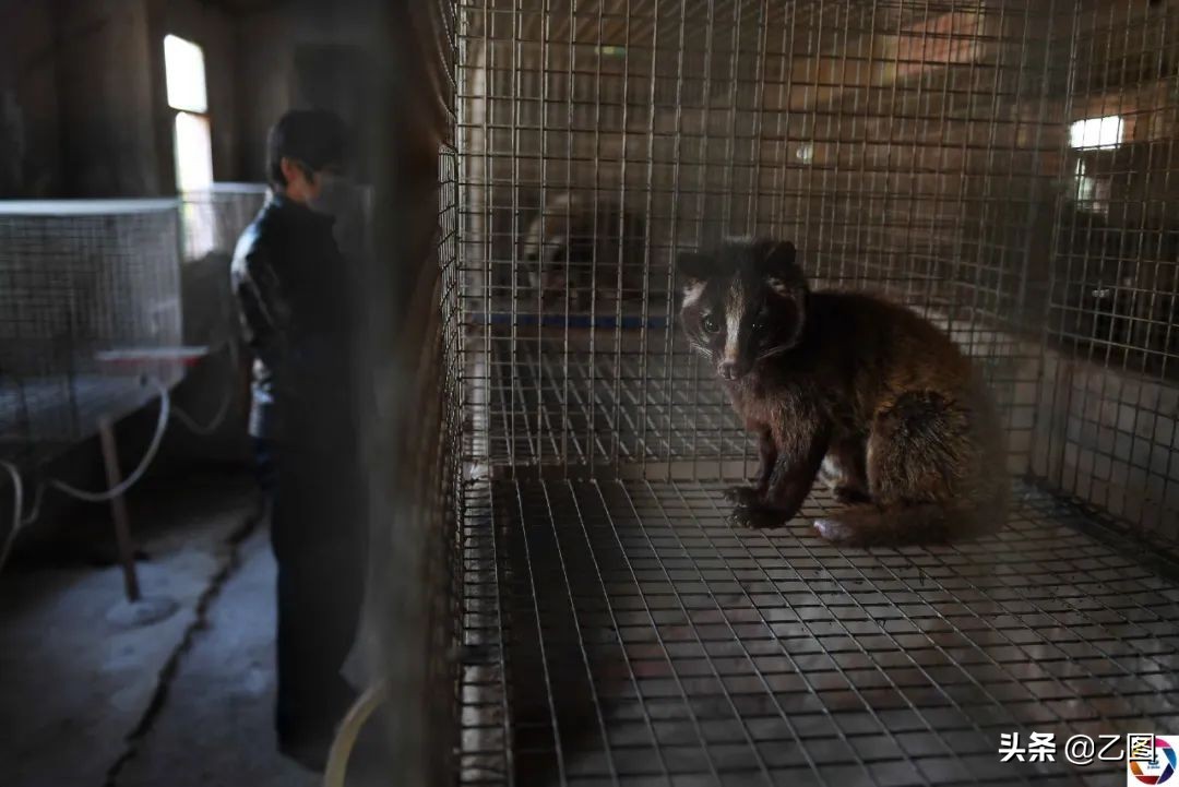 摄影师盘点2020年照片,摄影师们珍藏了50年的图