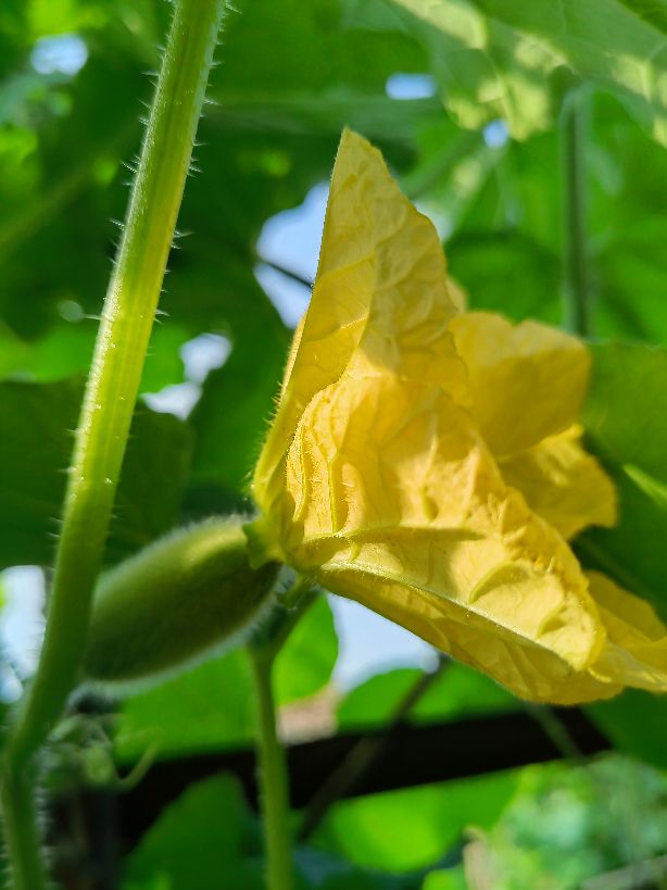 散文：黄黄的瓜花儿