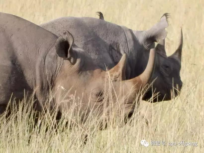 这个野奢的国度，欧美、日韩人都爱去，为何我们国家没人去？