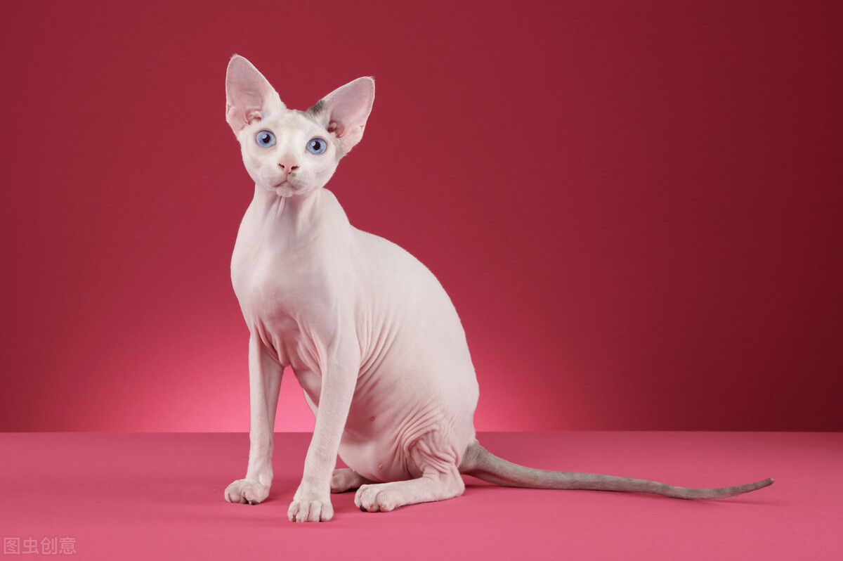 无毛猫真的难养么,无毛猫到底多难养