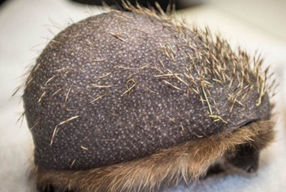 捡到一只野生刺猬,捡到了一只小刺猬后果会怎么样呢