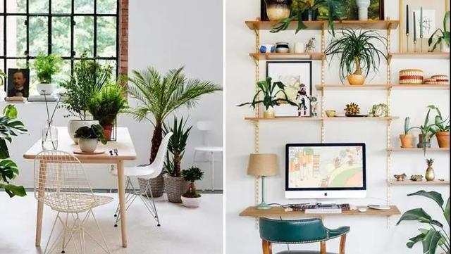 办公室室内盆栽品种有哪些,办公室寓意最好的十大盆栽