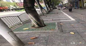 城市双修项目,城市双修建设效果图