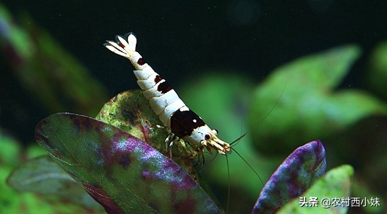 养观赏虾基本知识,观赏虾好养耐活