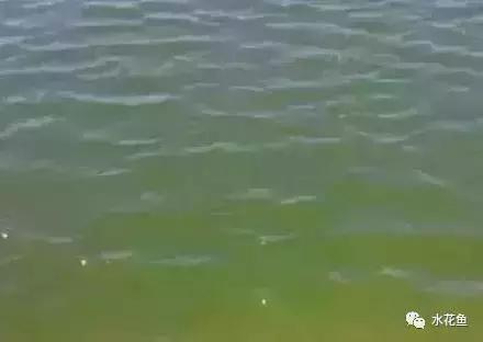 水产养殖水质评价标准,水产养殖水质怎么查看的