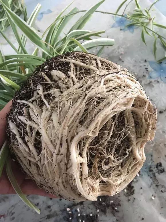 吊兰怎么养护会出枝条,吊兰长出很长的枝来怎么养护