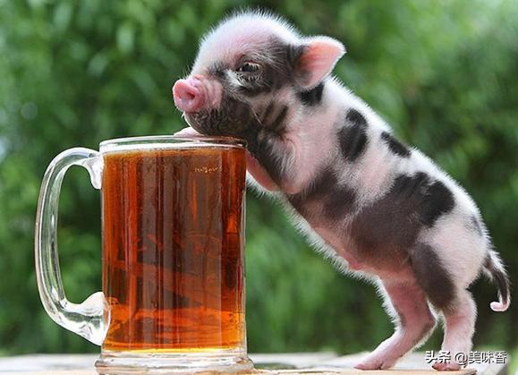 养宠物猪的意义是什么,宠物香猪在家里养怎样才卫生