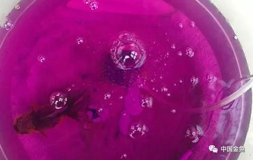 忘记喂鱼怎么办,喂鱼每天必须做的事