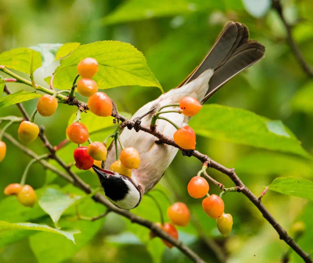 你好夏天立夏已至完整版,立夏你好抖音