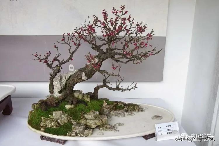 桩景类树种都有哪些,100种常见景观树种