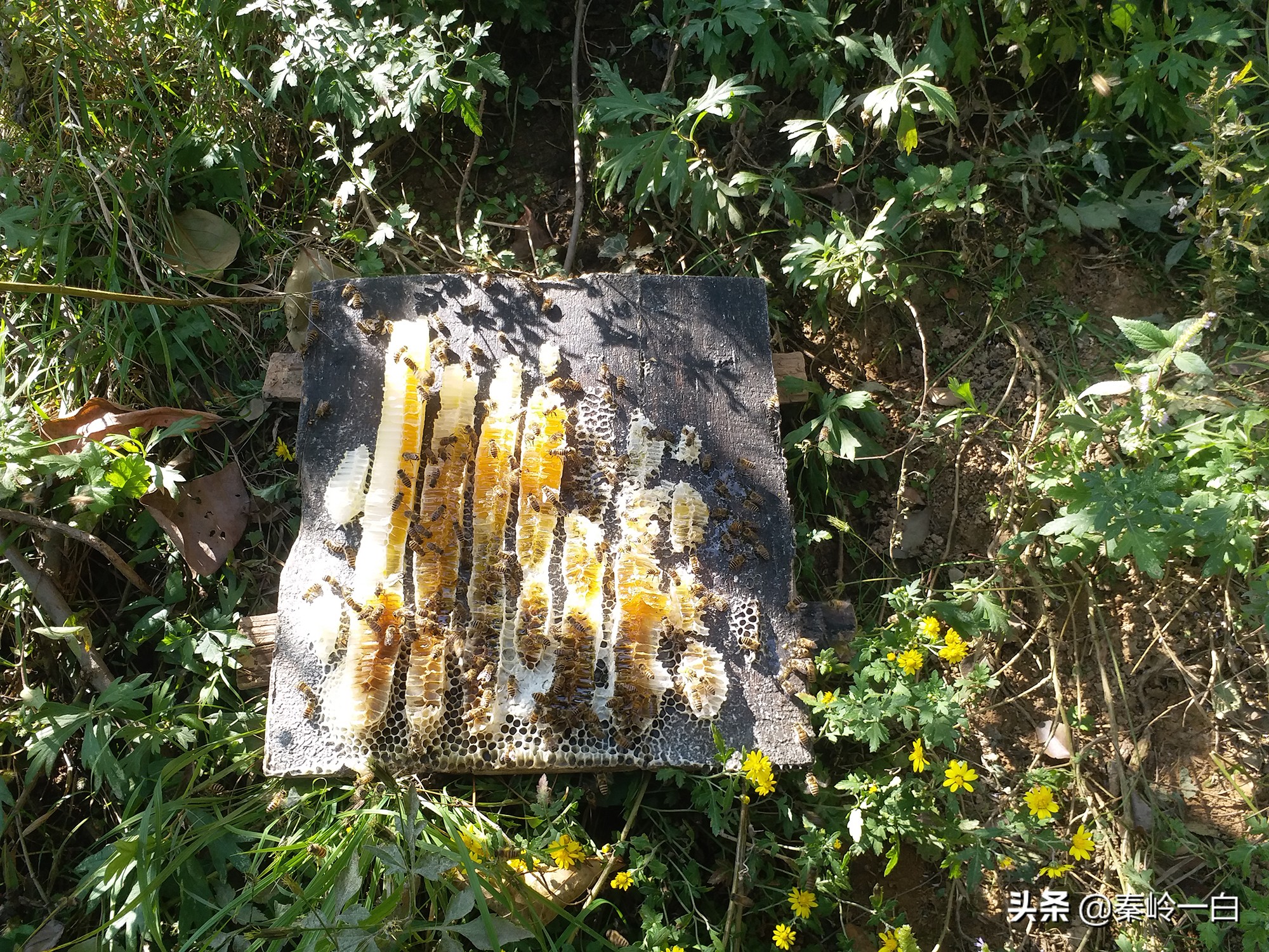 你们有没有接到过一个电话，小女孩自称是祖传卖蜂蜜的？