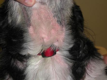 宠物病症知识,狗狗脓皮症初期是什么样的现象