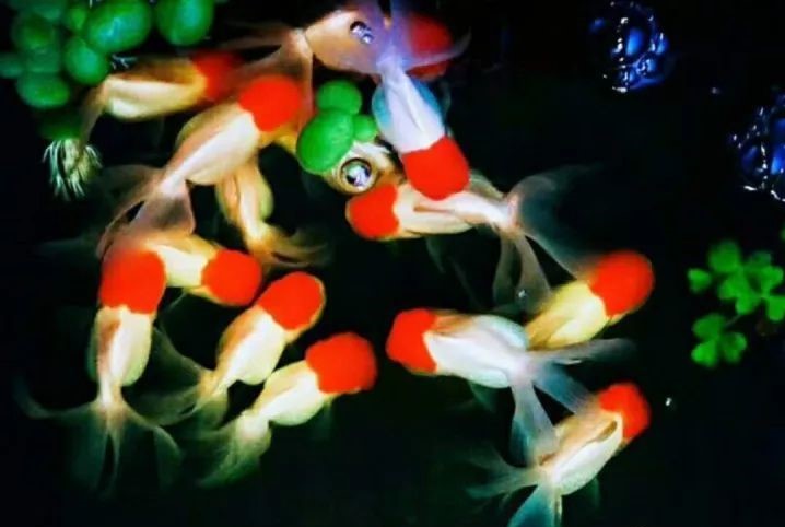 桌面鱼缸新手入门,新手鱼缸入门教程视频