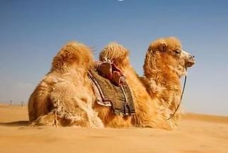 棒奶和不棒奶的区别,白袋奶和一般奶的区别