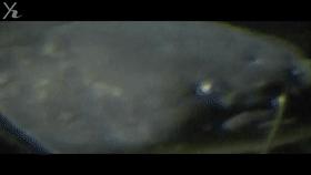 揭秘日本水怪之谜,传说中的日本水怪会是一种濒临灭绝的鱼吗?