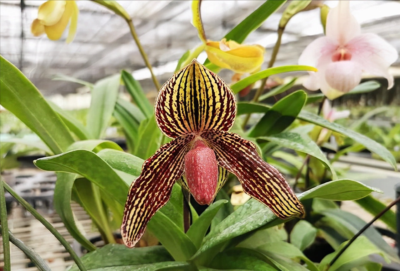 大叔种5亩麦子卖了多少钱,大叔种菜一年5000万