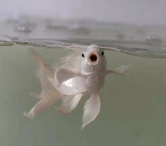 观赏鱼喜欢什么水果和蔬菜,观赏鱼饲喂饲料还可以喂点什么