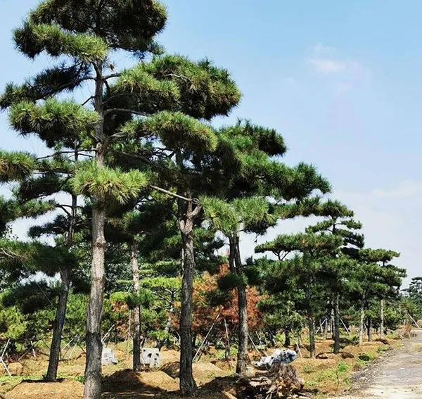 新土地管理法实施条例施行时间,土地管理法实施条例9月1日实施