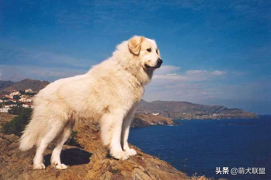 安静不爱叫的狗狗品种,比较安静的狗狗有哪些