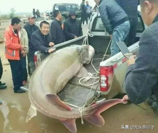 国内淡水十大凶猛鱼类排行,十大掠食性鱼类排名