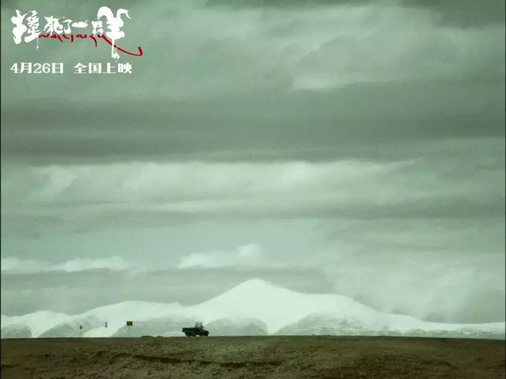 两个金巴其实是一个金巴|撞死了一只羊