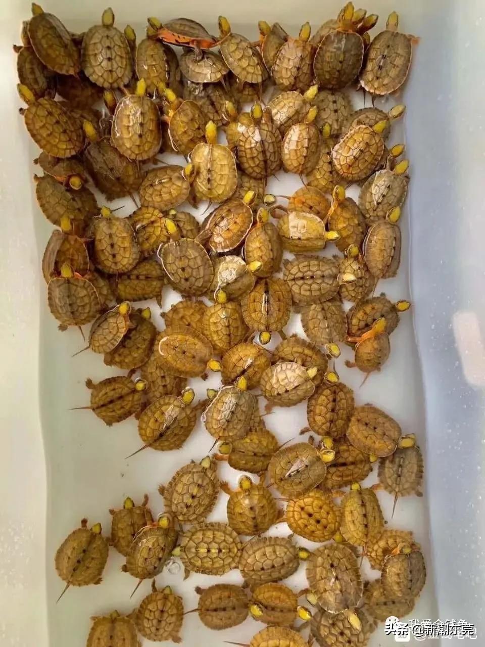 金钱龟不吃东西怎么办还不愿意动,金钱龟突然不吃东西怎么办