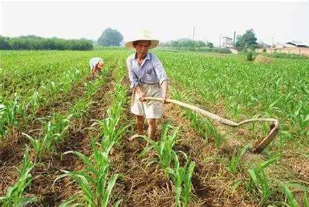 麦茬玉米苗子大小不一，3个办法来解决，让你的玉米收成好