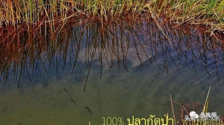 泰国斗鱼和中国斗鱼的杂交品种,中国斗鱼与泰国斗鱼哪个更厉害