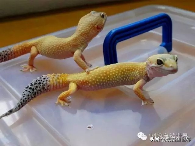 守宫最佳繁殖方法,守宫小技巧