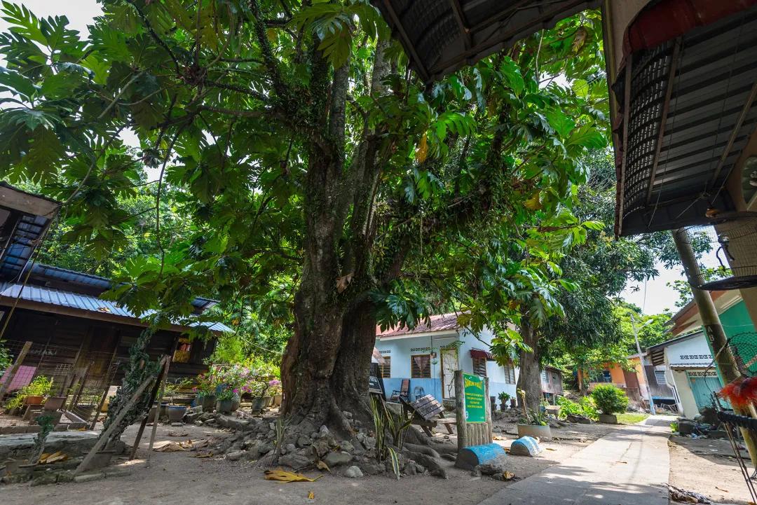 槟城去哪个海岛玩,槟城有哪些海岛