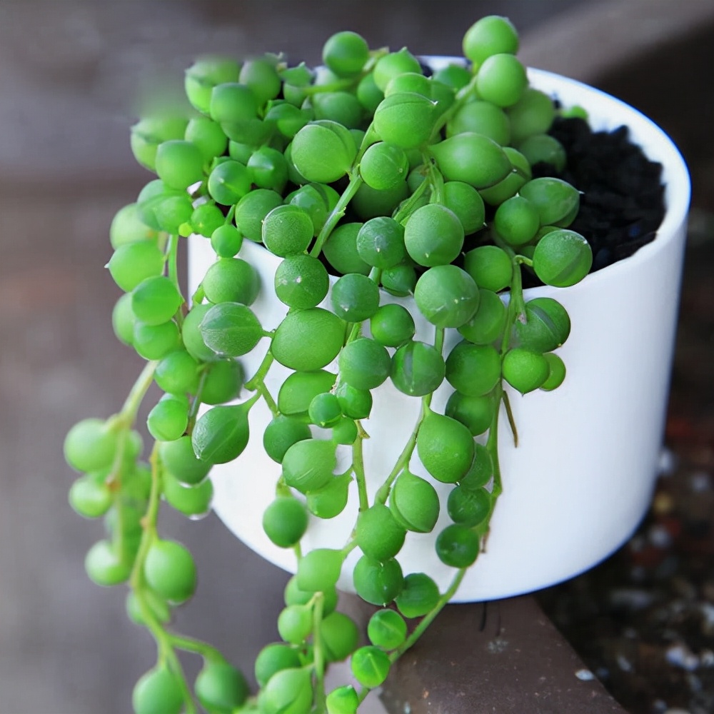 多肉植物的养殖方法大全,多肉植物最佳养殖方法图片