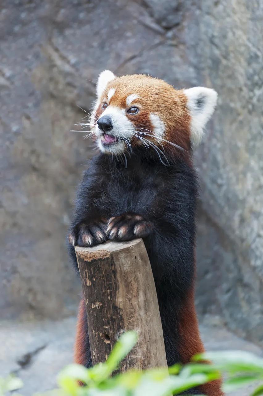 火箭浣熊是小熊猫还是小浣熊,小熊猫是浣熊科动物吗