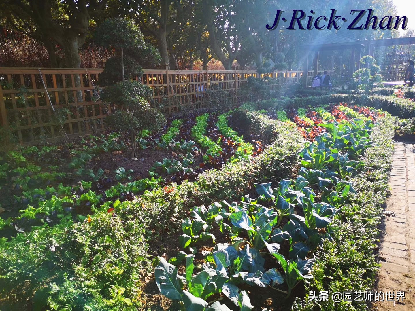 城市蔬菜园景观设计,蔬菜花园造型