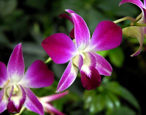 大自然石斛花,哪种石斛花好看又好吃