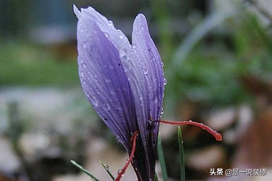 全球最贵的一种花是什么,全球最贵的十盆花