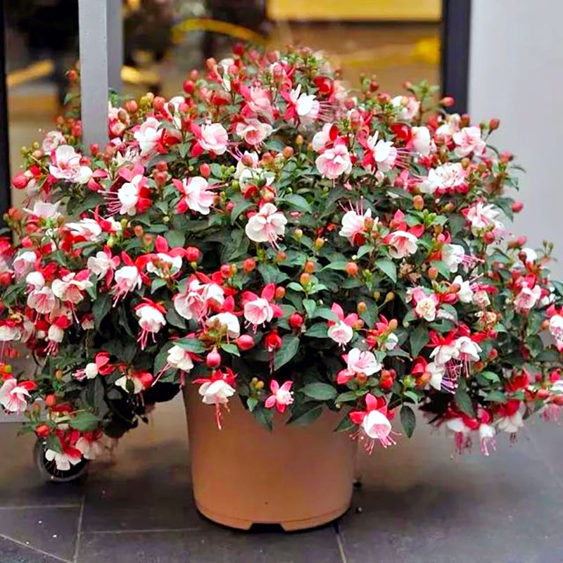 18种寓意好的花,18种花图片大全