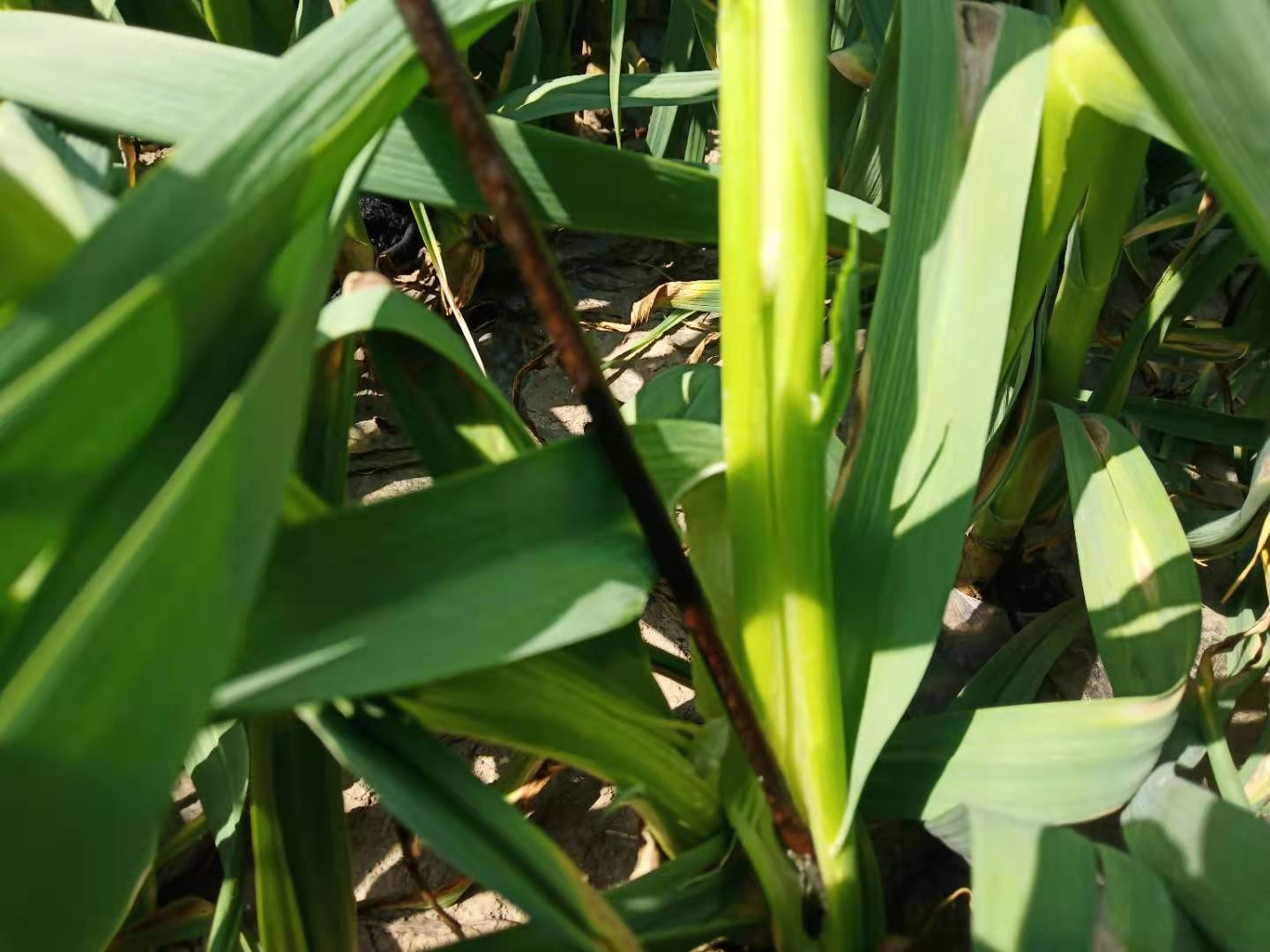 怎样采蒜苔,怎么抽蒜薹才能高产