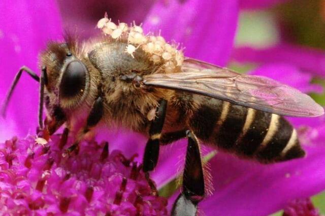 中蜂养殖中各种虫子,中蜂有螨虫怎么办