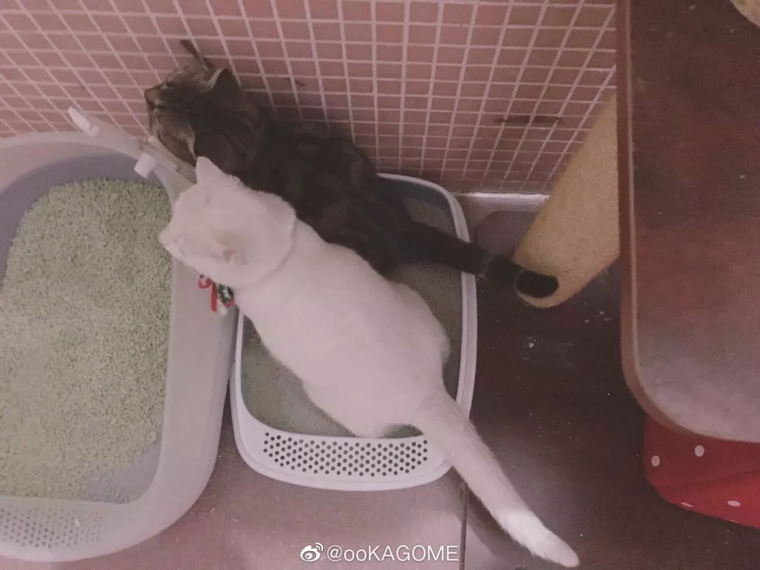 拉屎这么臭，姿势还这么骚，这些猫还真是猫界艾丽
