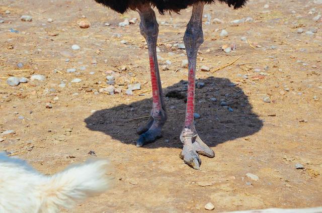 银川必去的五大景点水洞沟,最近银川水洞沟旅游视频