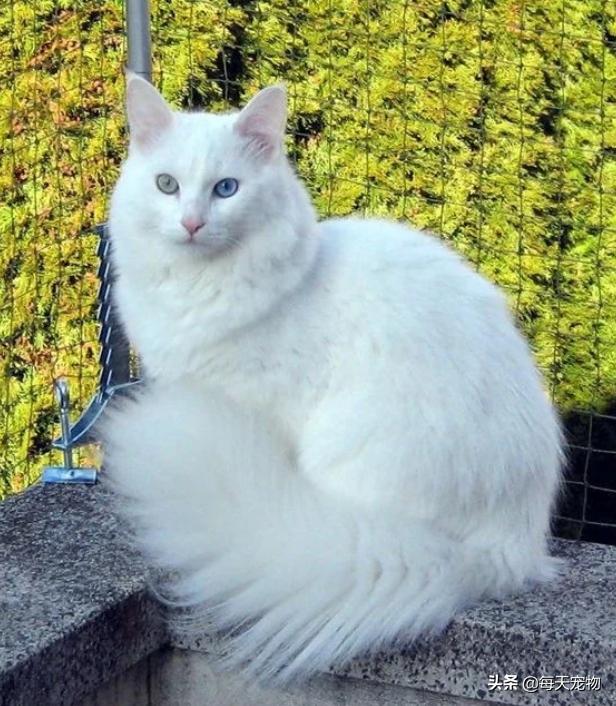 萌猫白猫,白猫的性格特点描写